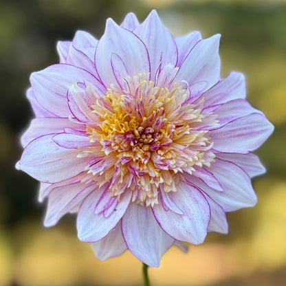 Pink flower with a blurred green background