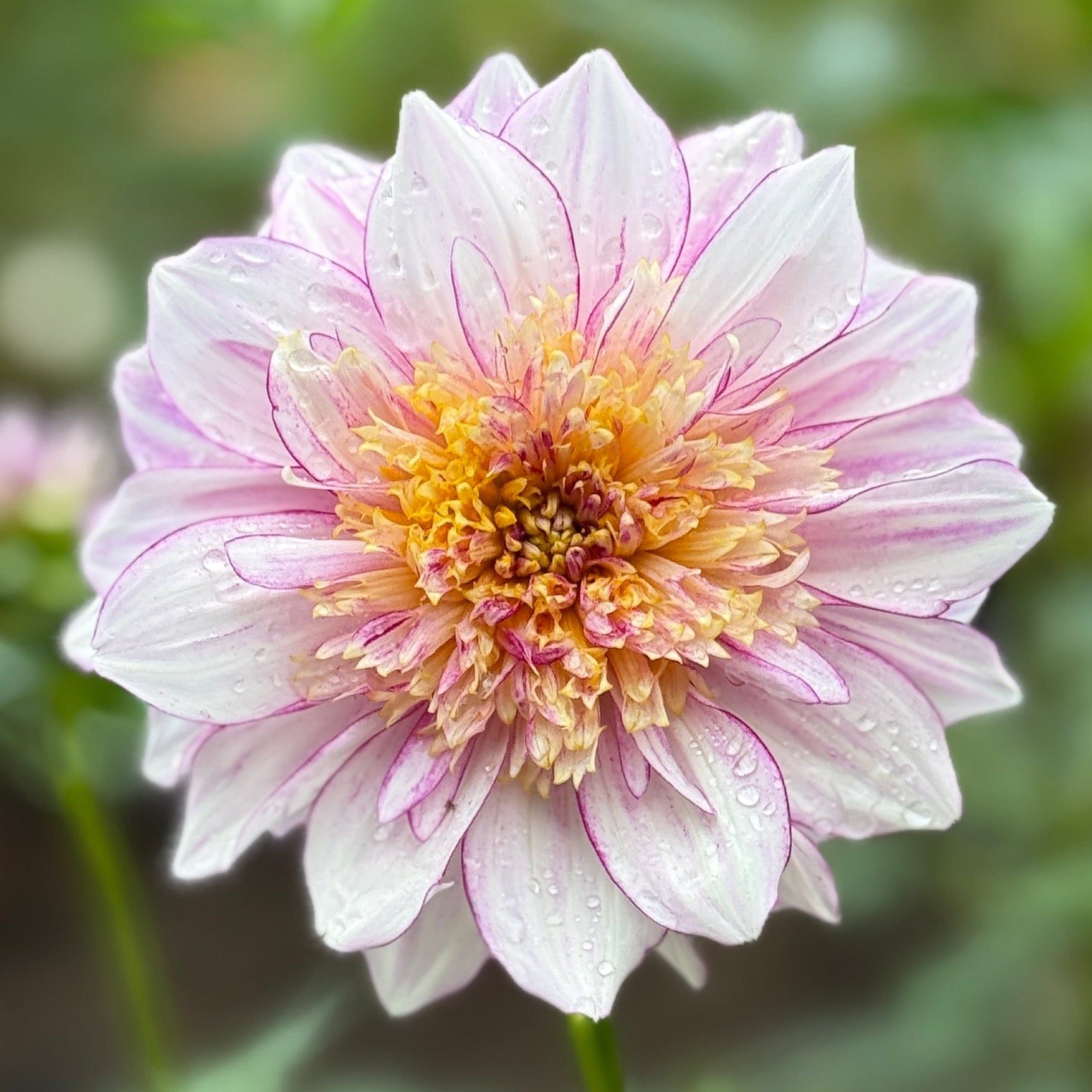 Pink and white flower on blurred background