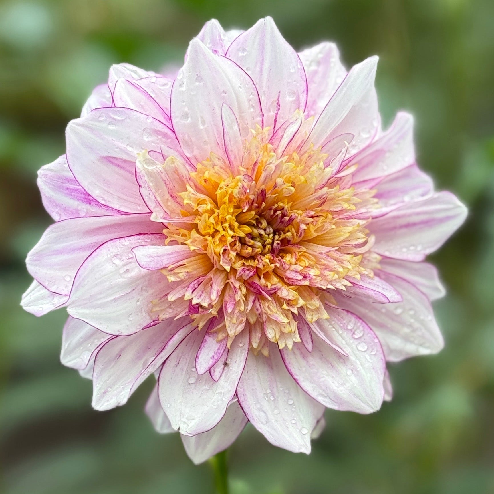 Pink and white flower with a yellow center on a blurred green background