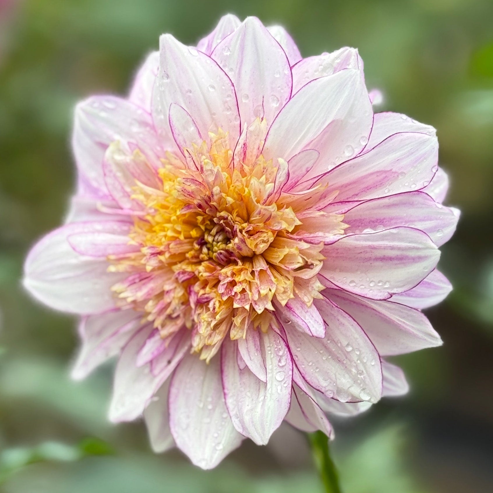 Close-up of a pink and yellow flower with water droplets on petals against a blurred green background
