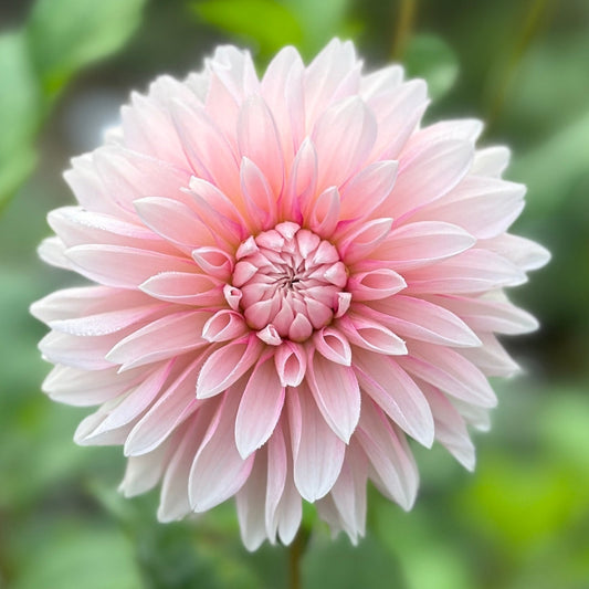 Budapest blush dahlia 