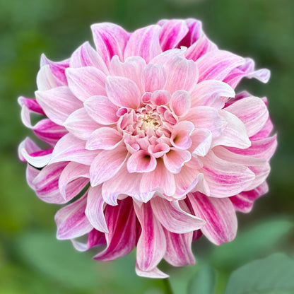 A close-up image of a pink and white bi-color Dahlia flower with decorative petals.