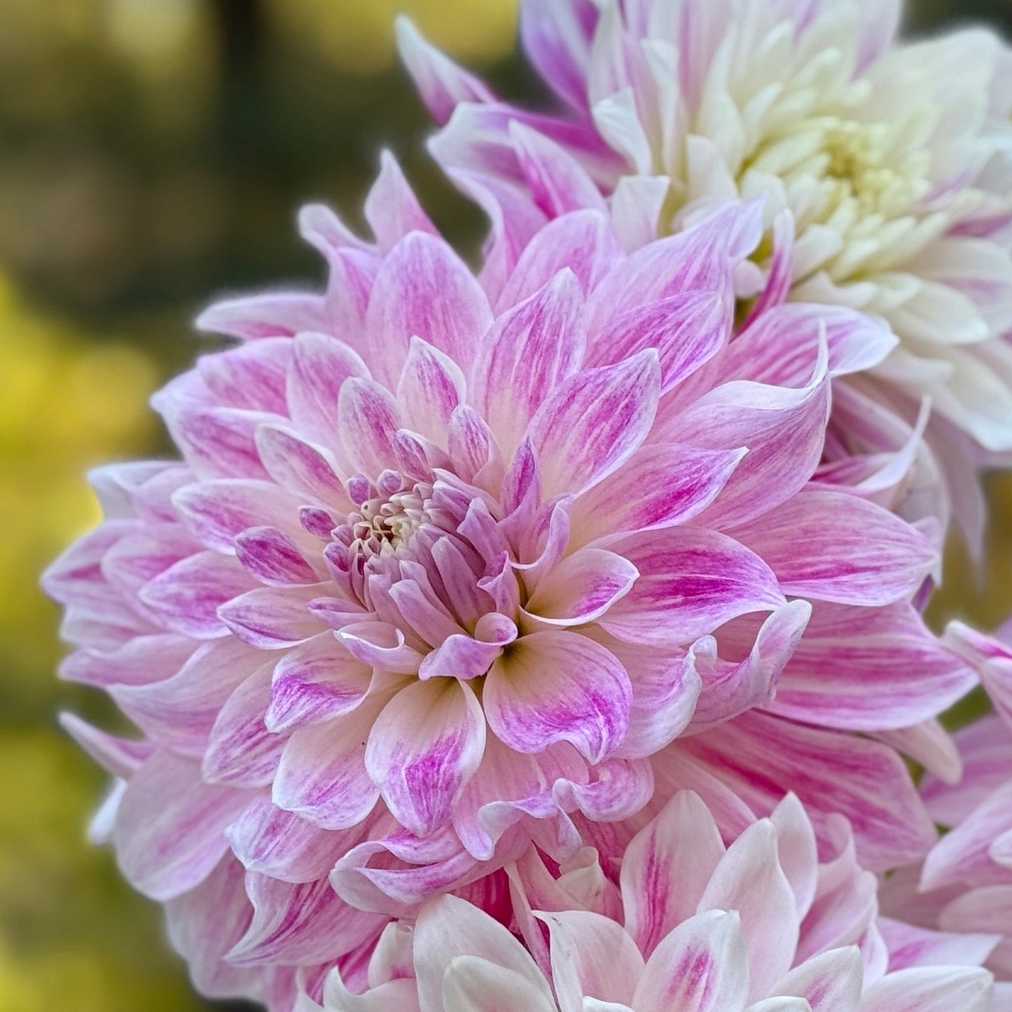 Close-up of pink and white flowers with a blurred natural background