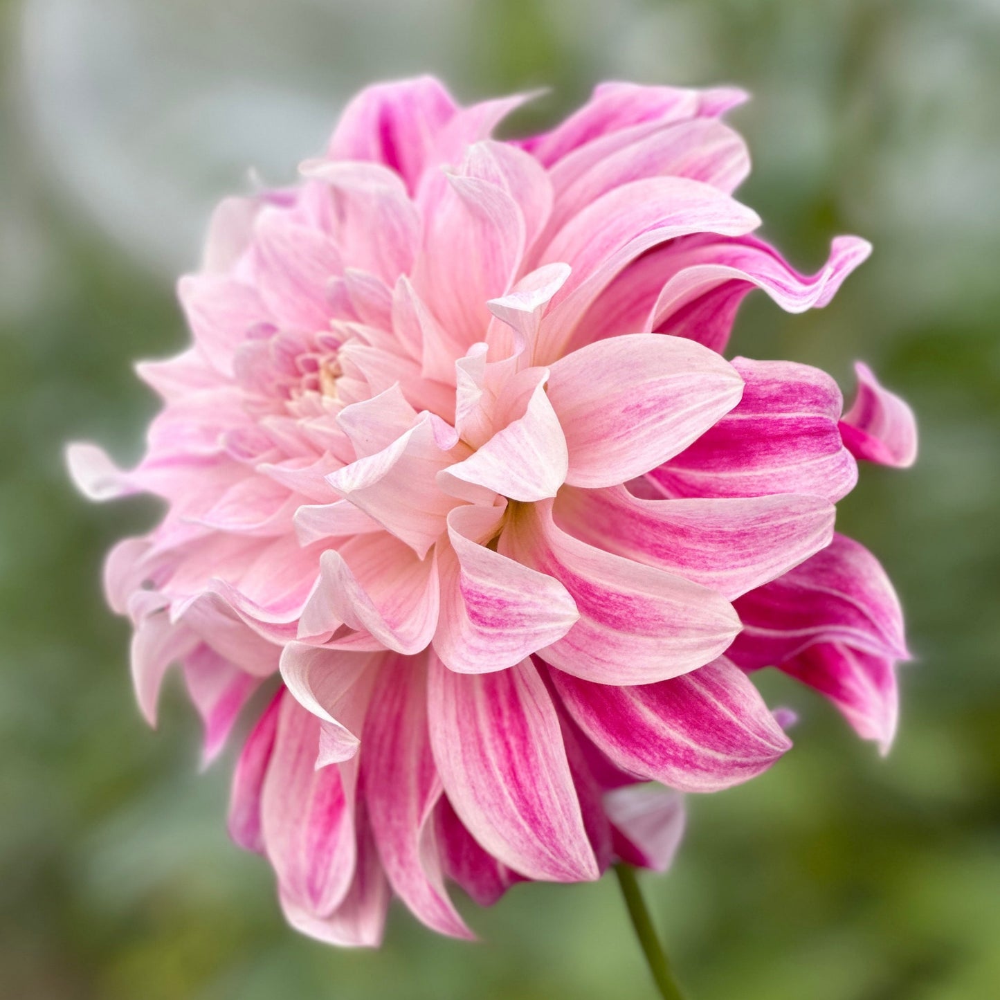A large dahlia bloom up close