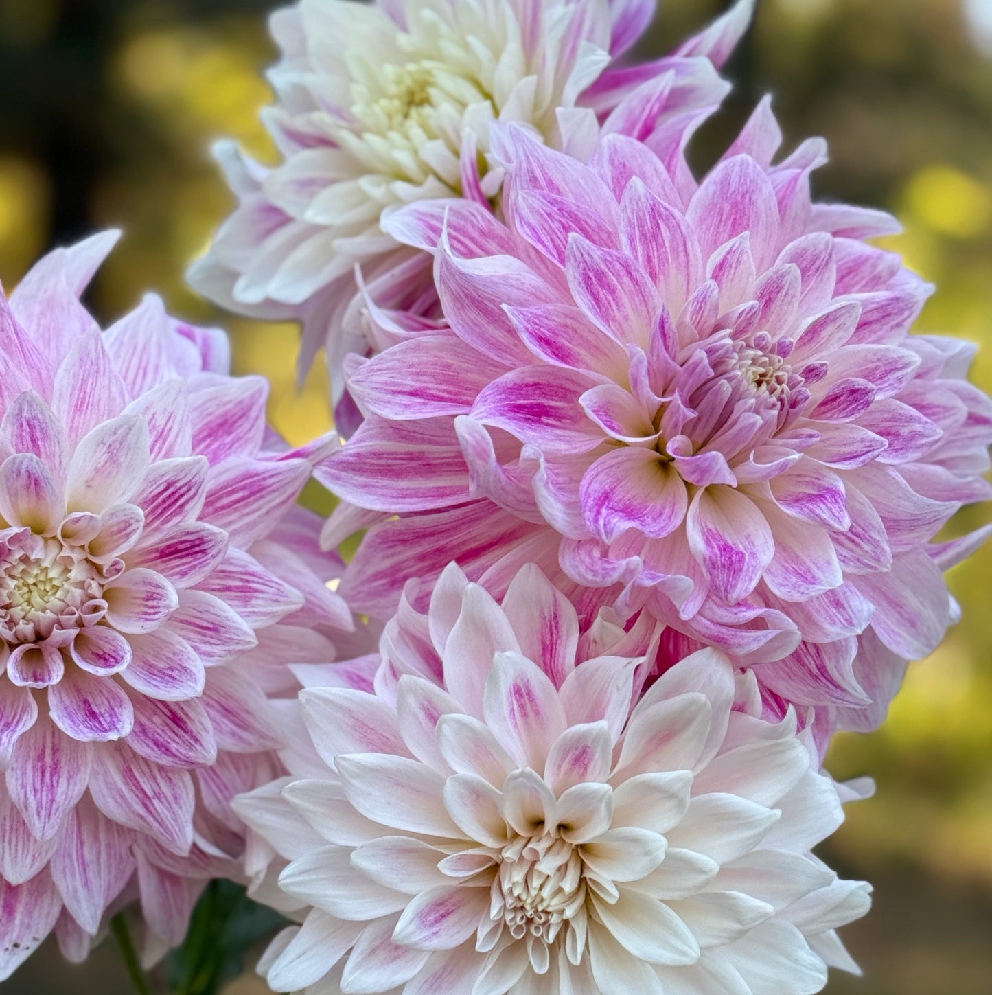 Bouquet of pink and white dahlias held by a hand with a blurred natural background