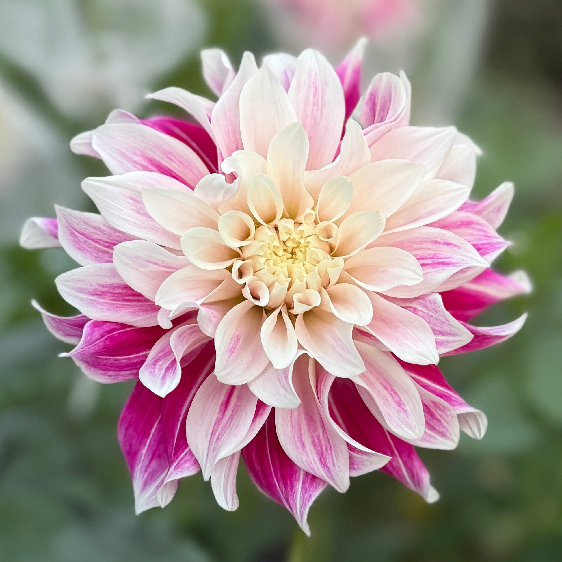 Close-up of a pink and white flower with green leaves in the background