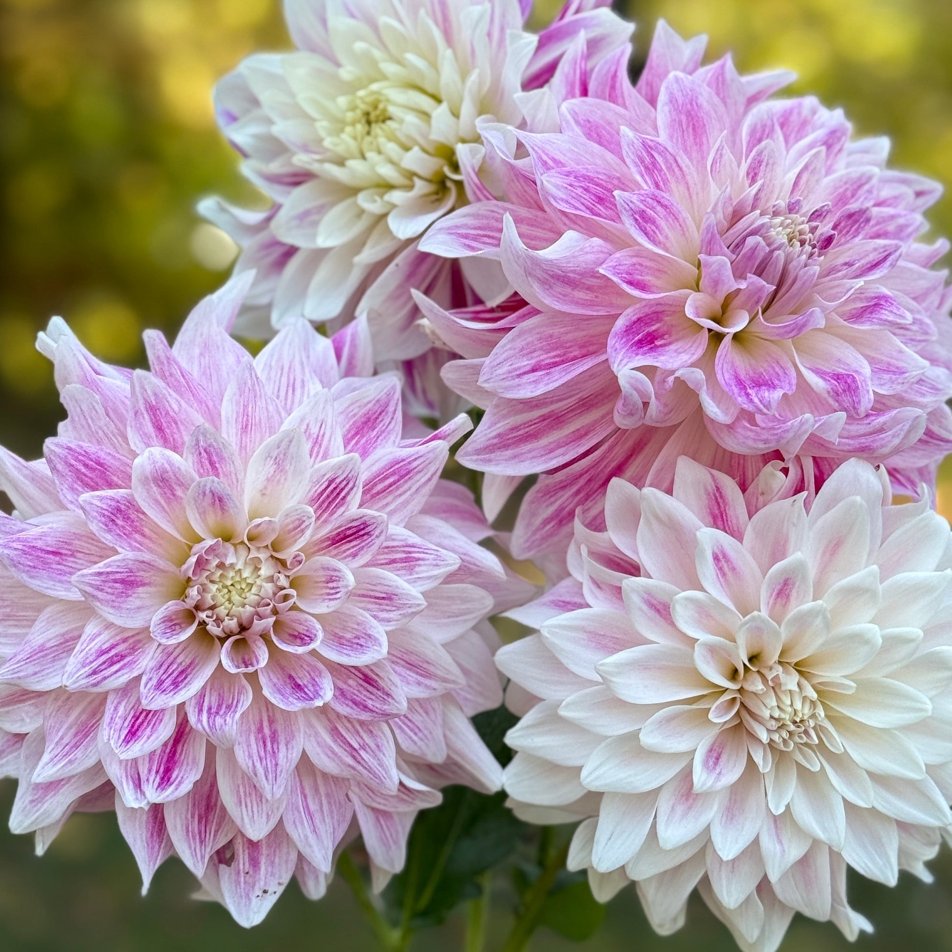 Bouquet of pink and white dahlias held by a hand against a blurred green background