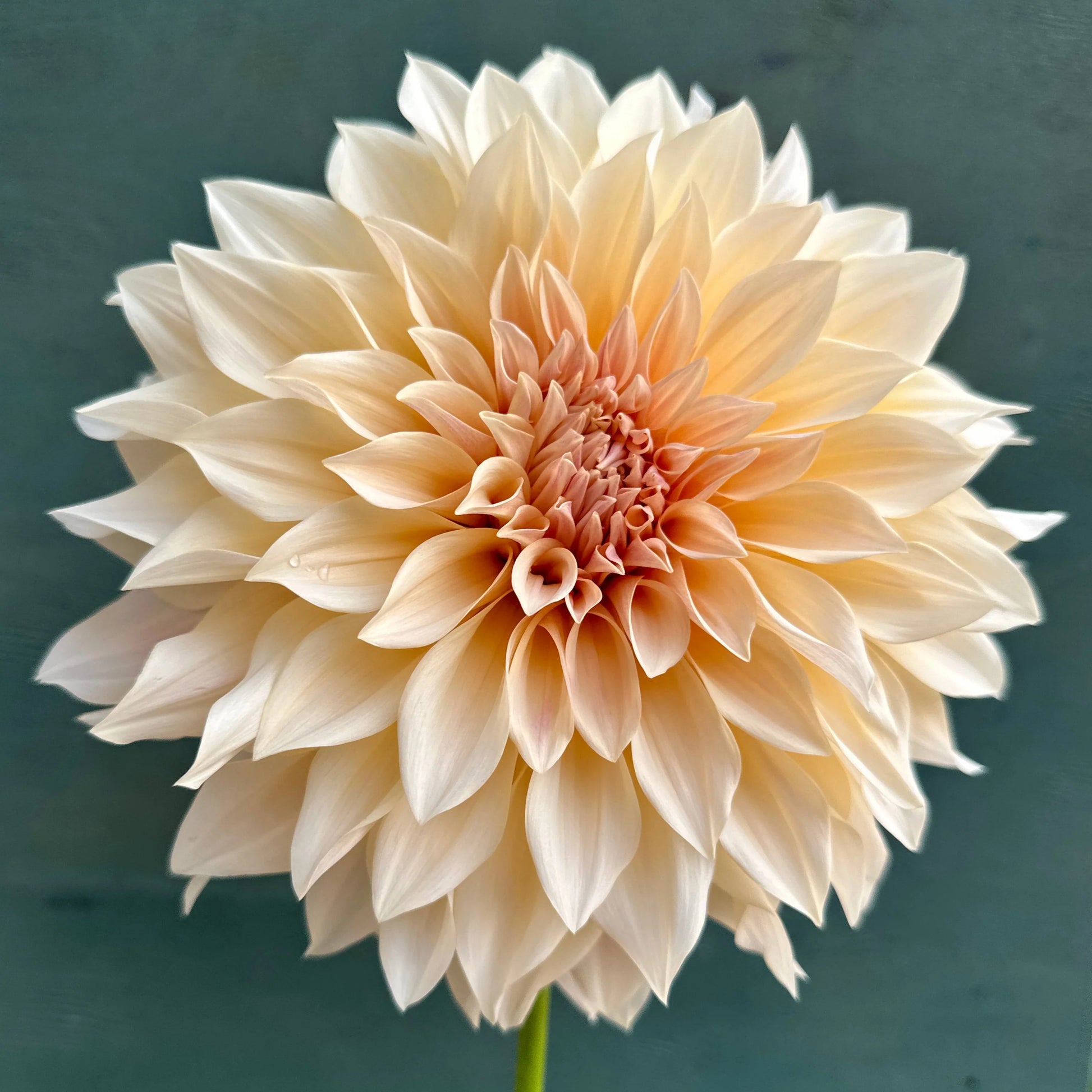 Beige dahlia flower against a dark green background