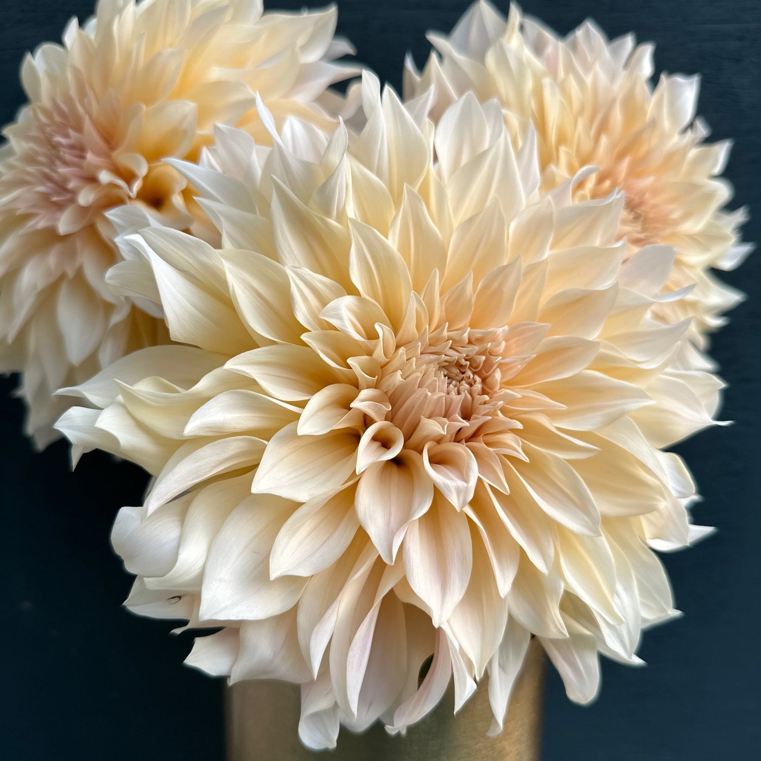 A close-up of a pink Dahlia flower with a blurred background. Cafe Au Lait Dahlia Tuber