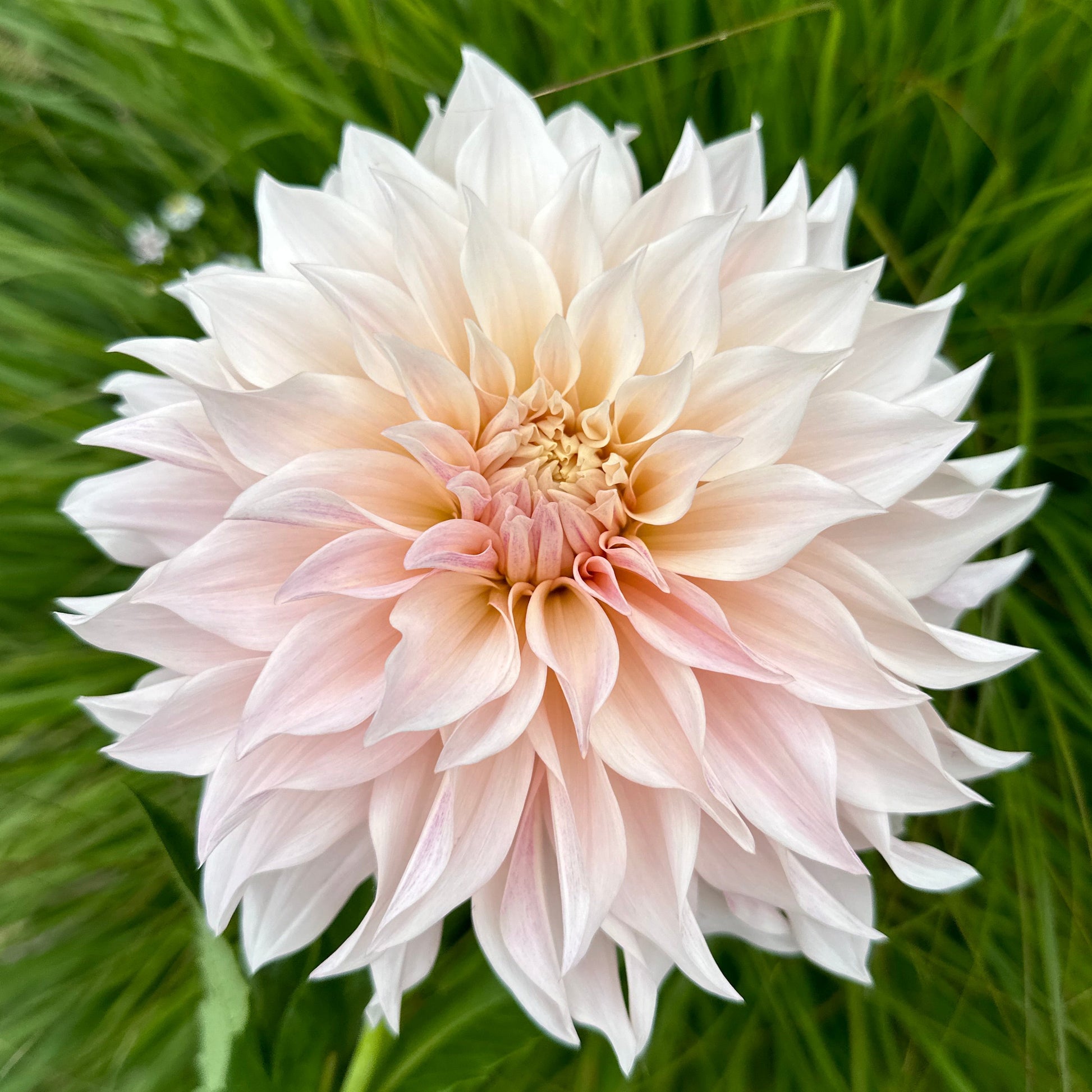 a pink wand white flower on blurred grass.  Cafe Au Lait Dahlia Tuber