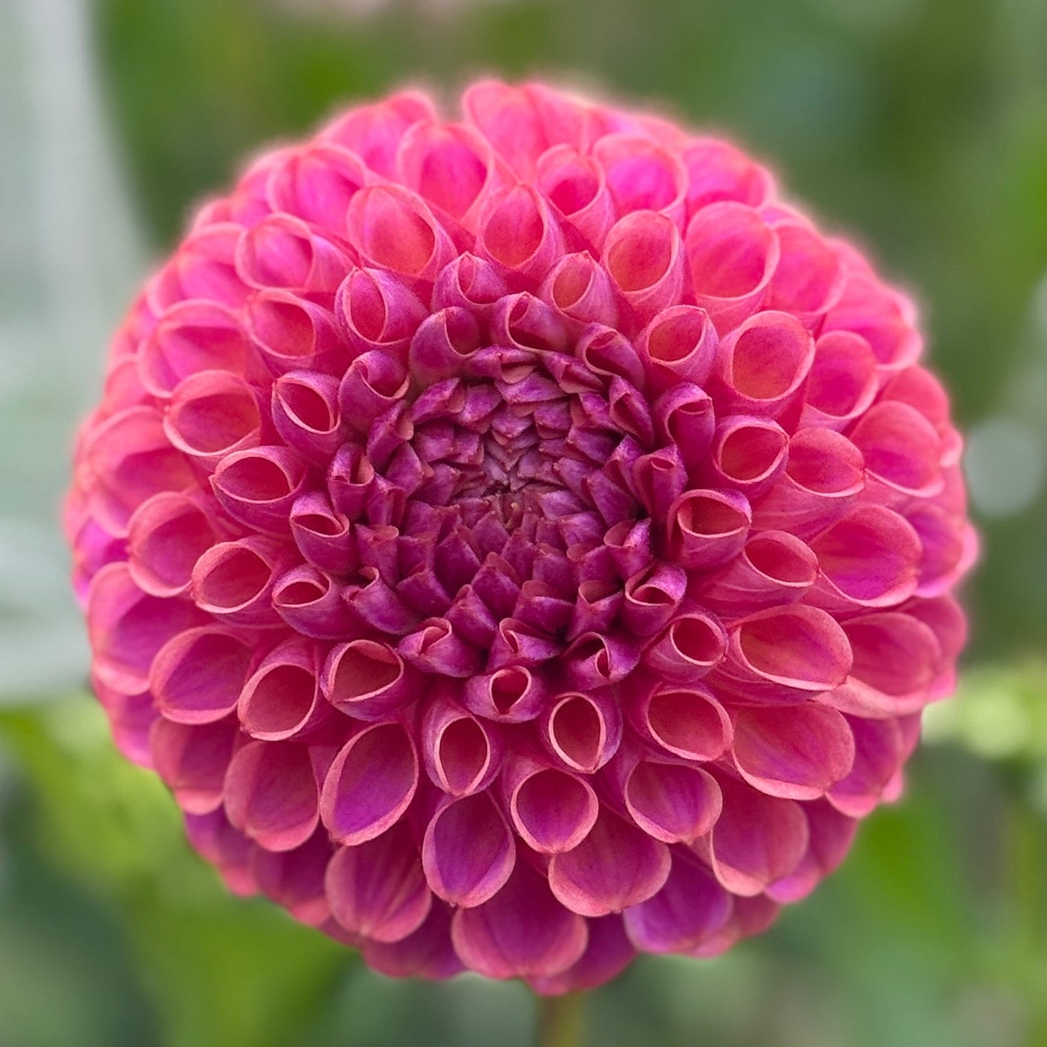 Close-up of a pink flower with a blurred green background