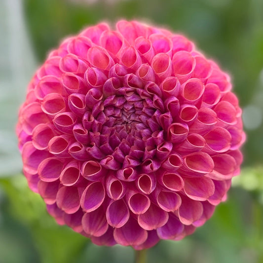 Close-up of a pink flower with a blurred green background