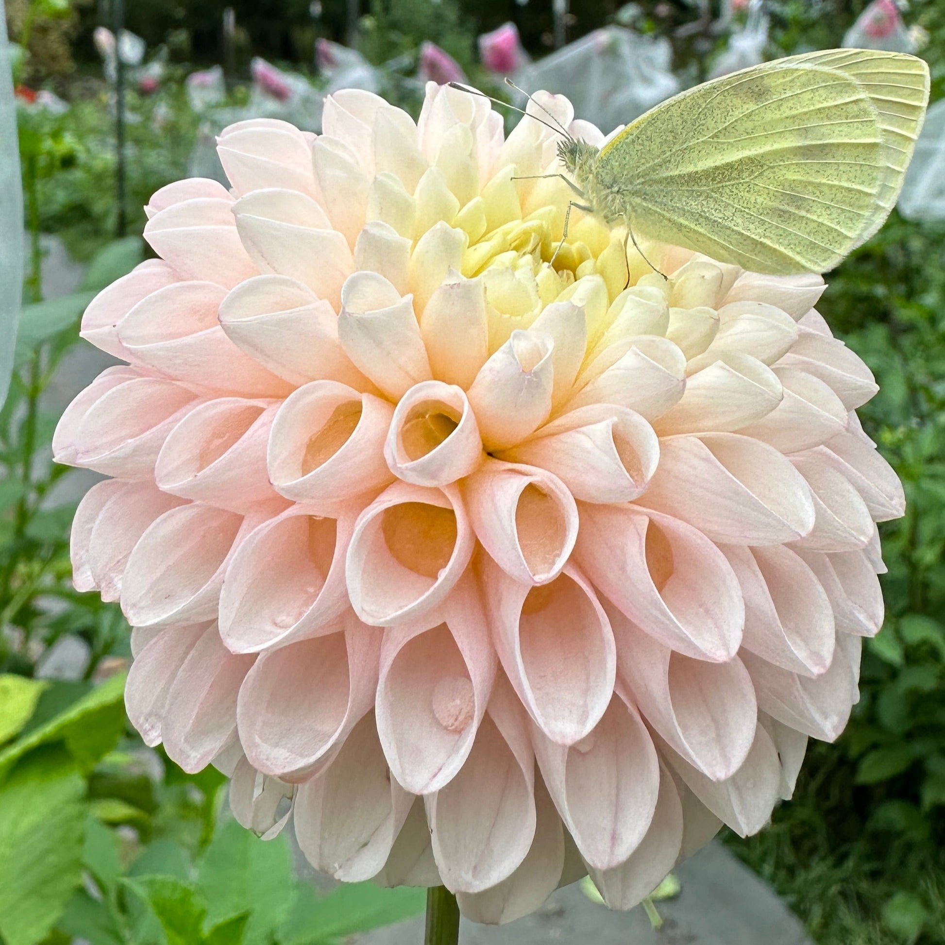 A pink miniature ball plant with a butterfly on it, displayed outdoors.