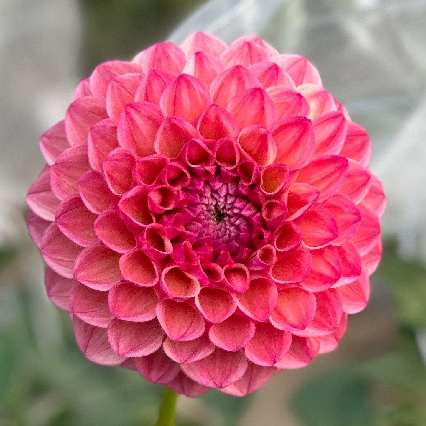 A close-up image of a pink decorative floral arrangement designed to resemble a flower.
