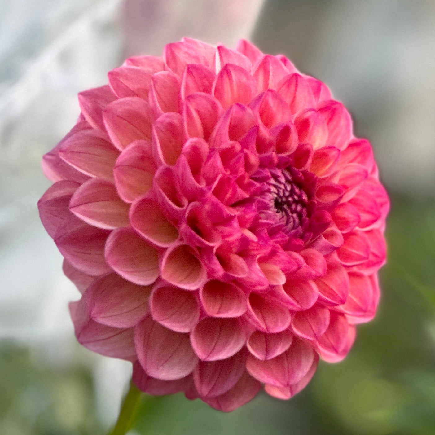 A pink dahlia up close