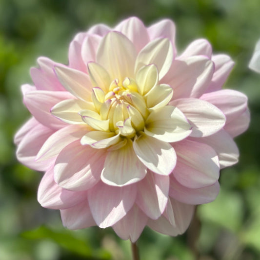 A close-up image of a pink and yellow Dahlia flower with green leaves in the background.