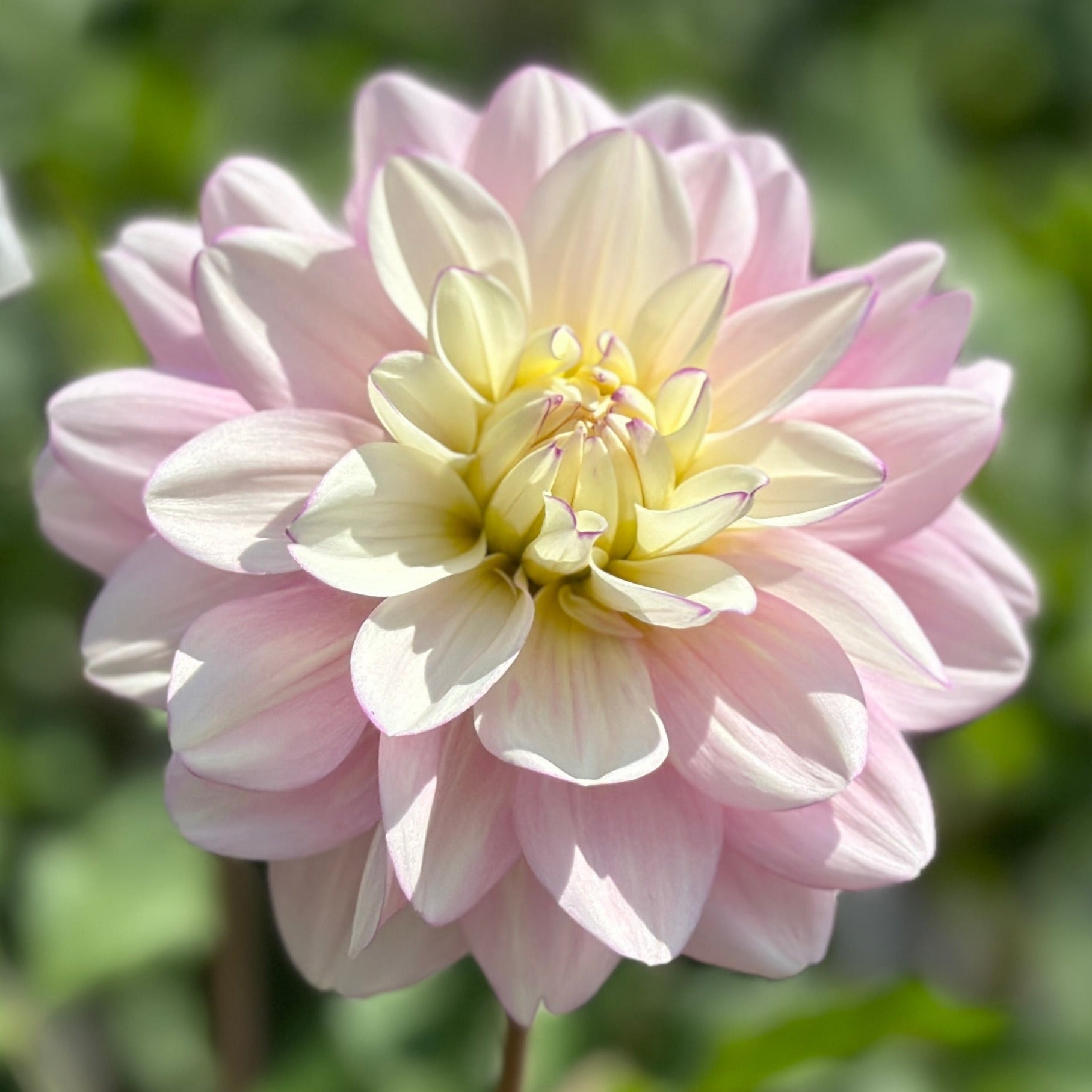 A blush waterlily dahlia up close