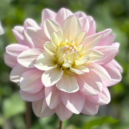 A blush waterlily dahlia up close
