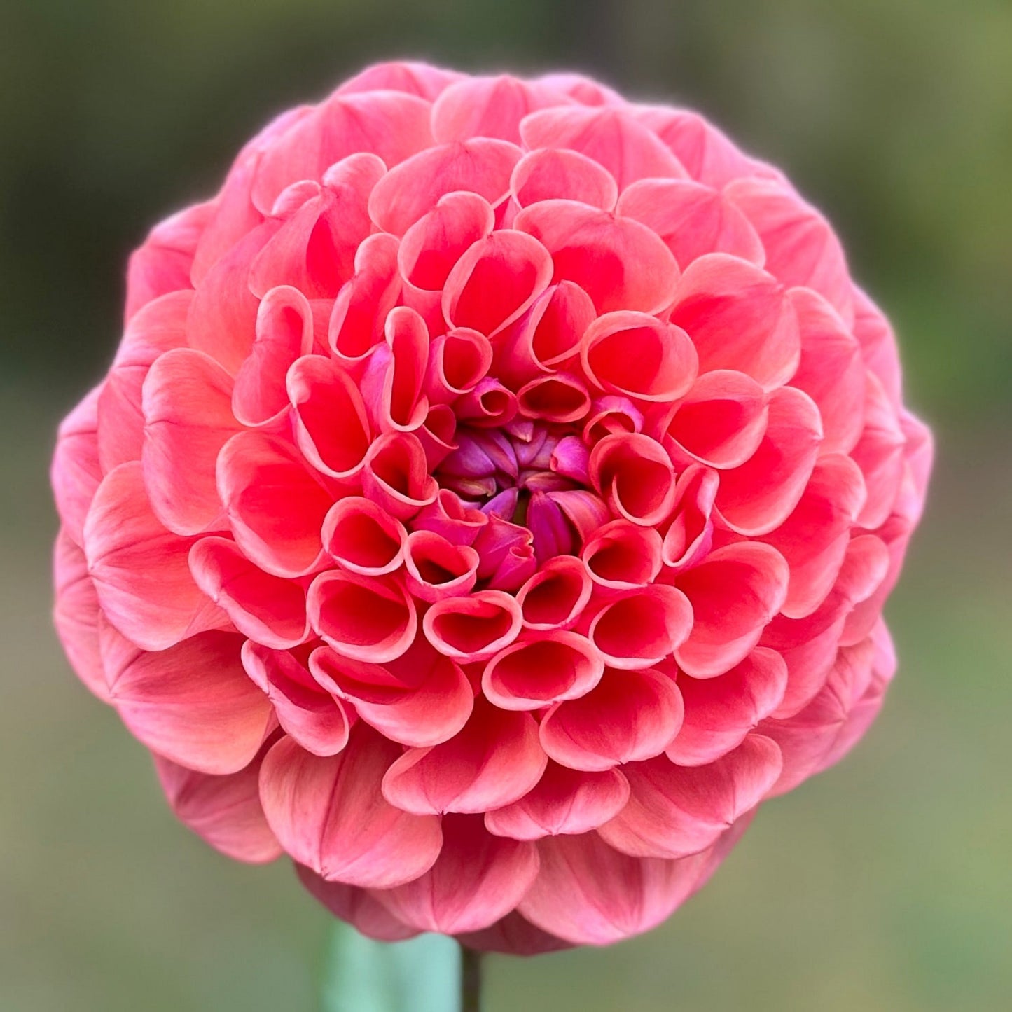 A close-up image of a decorative pink flower.