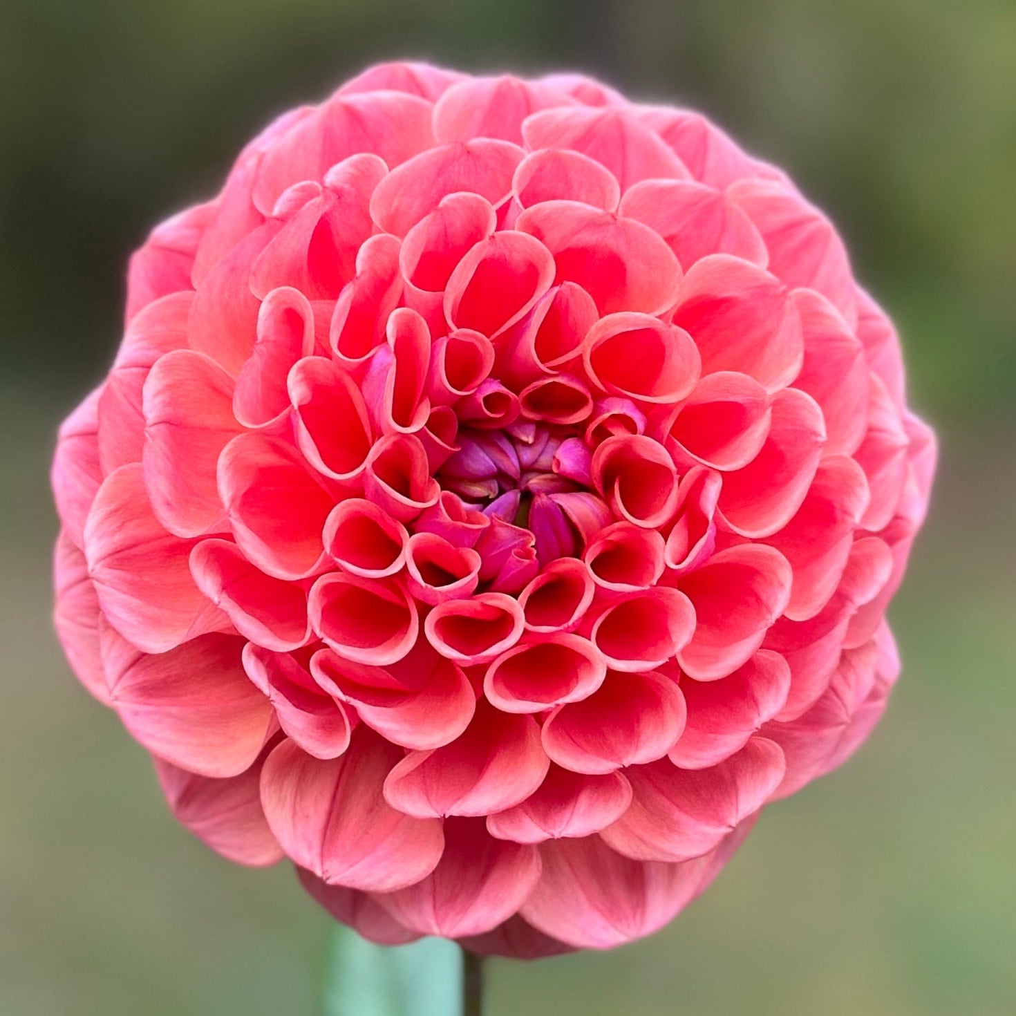 A close-up image of a decorative pink flower.