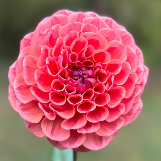 A close-up image of a decorative pink flower.