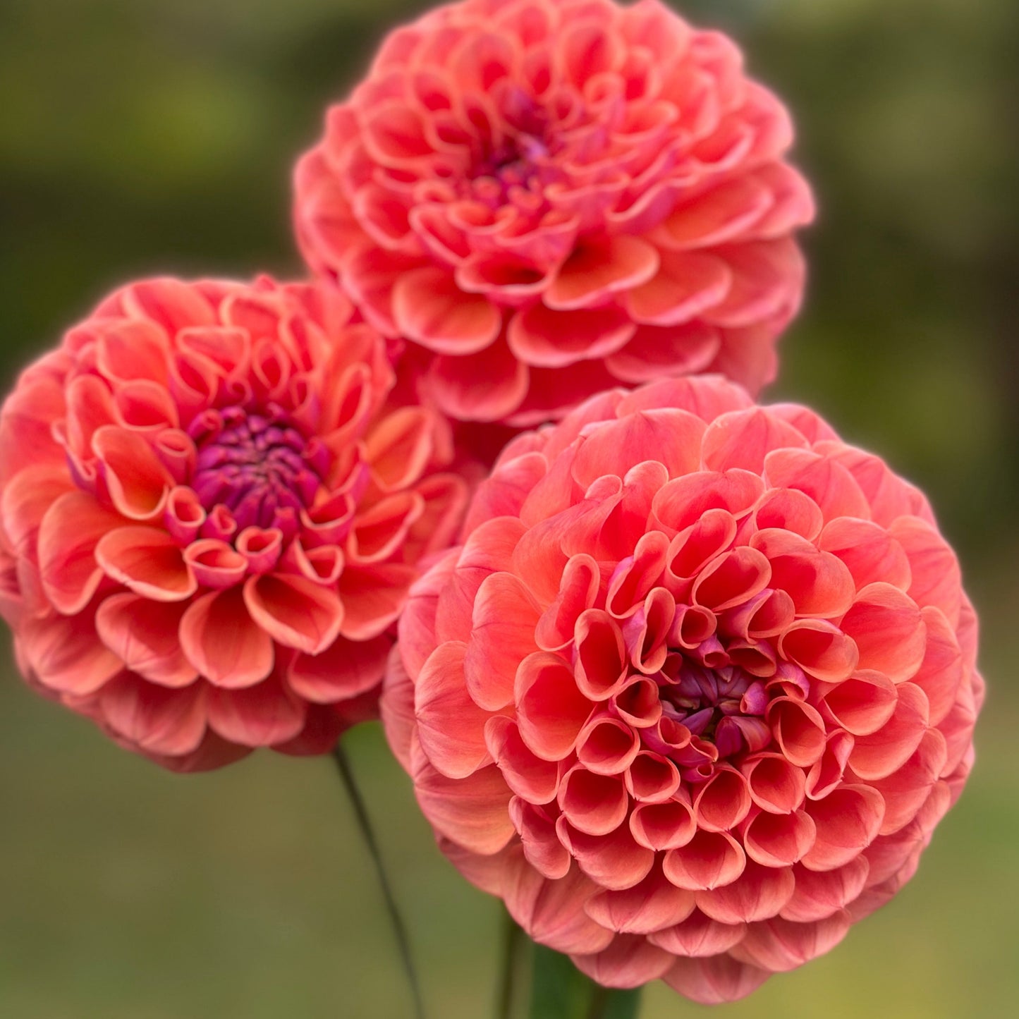 Three coral hued blooms up close