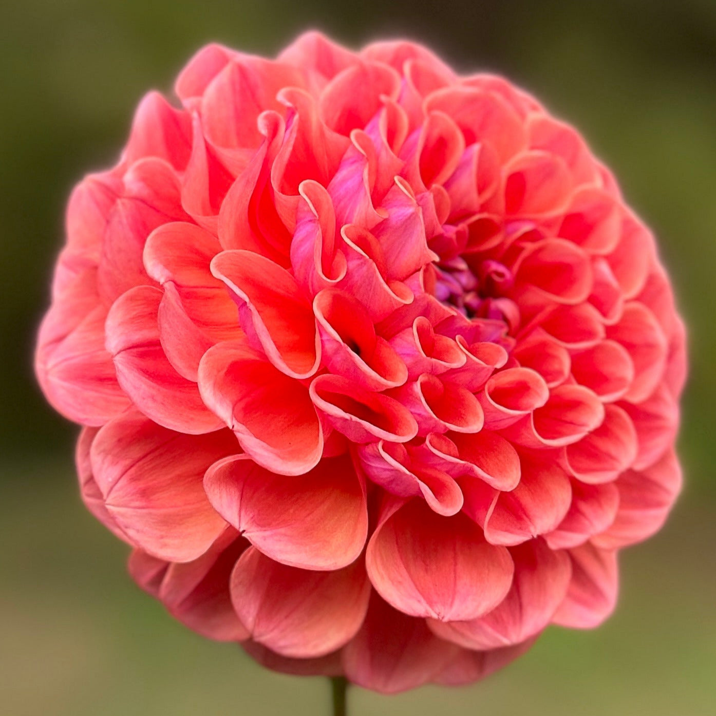 An up close of coral orange bloom