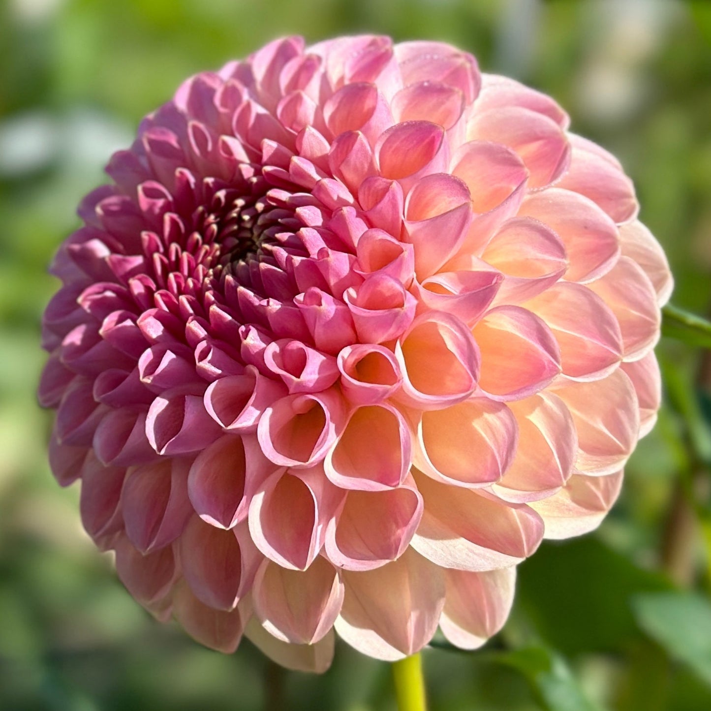 A close-up image of a pink Dahlia flower with a blurred background.