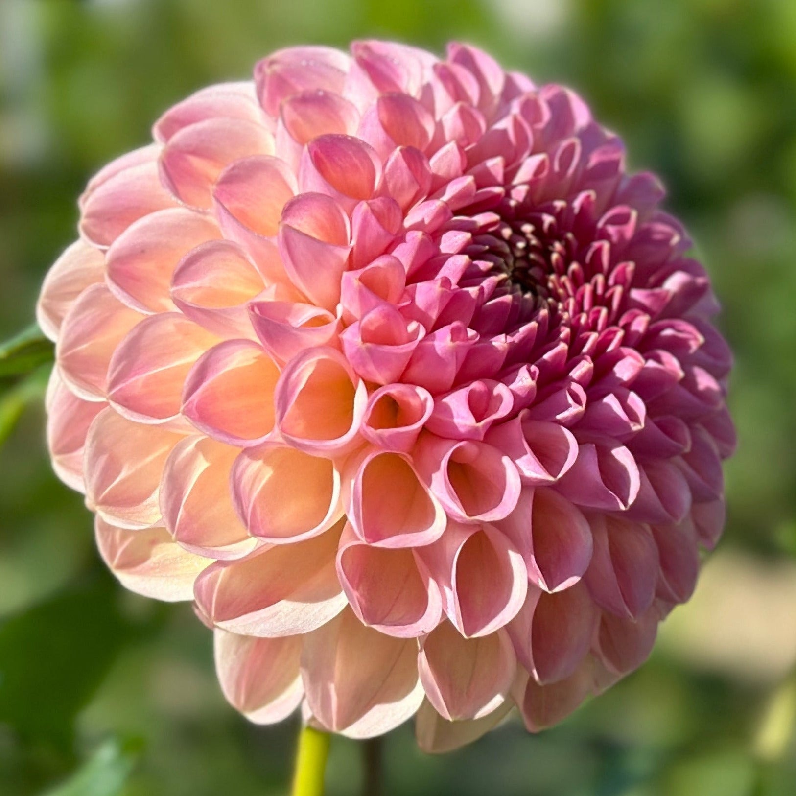 Pink dahlia up close