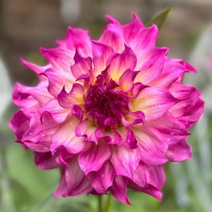 A close-up image of a pink Dahlia flower with a dark blend of colors in the center.