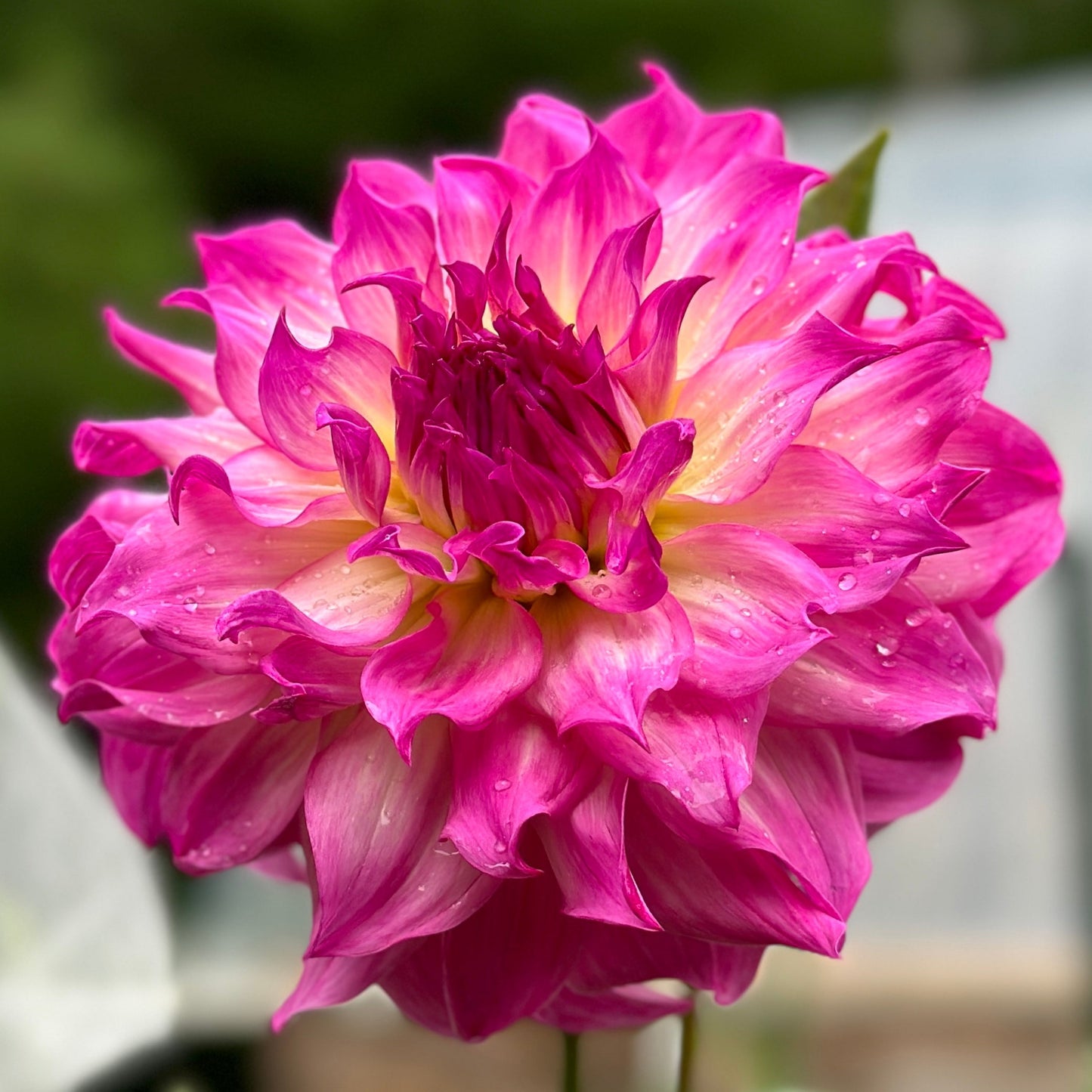 pink flower up close
