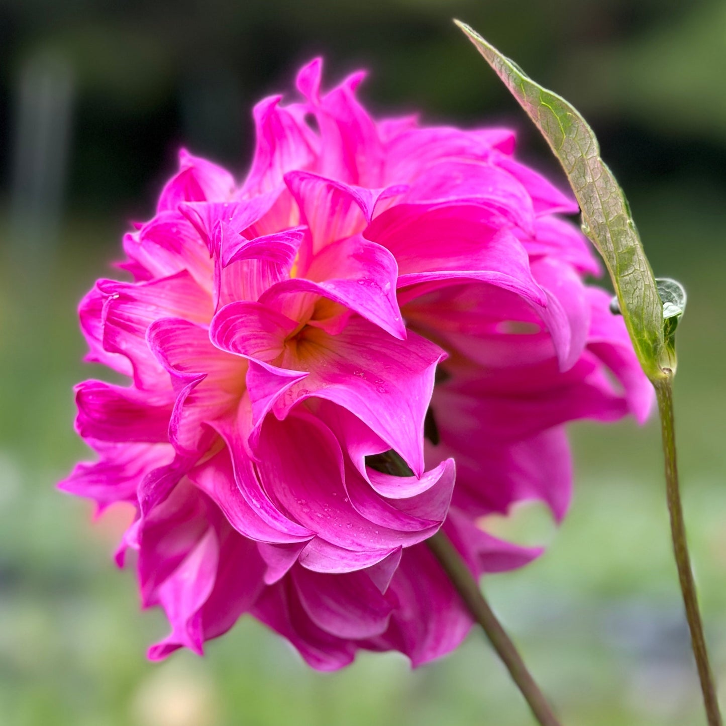 the side of a pink flower up close