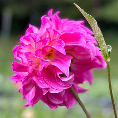 the side of a pink flower up close