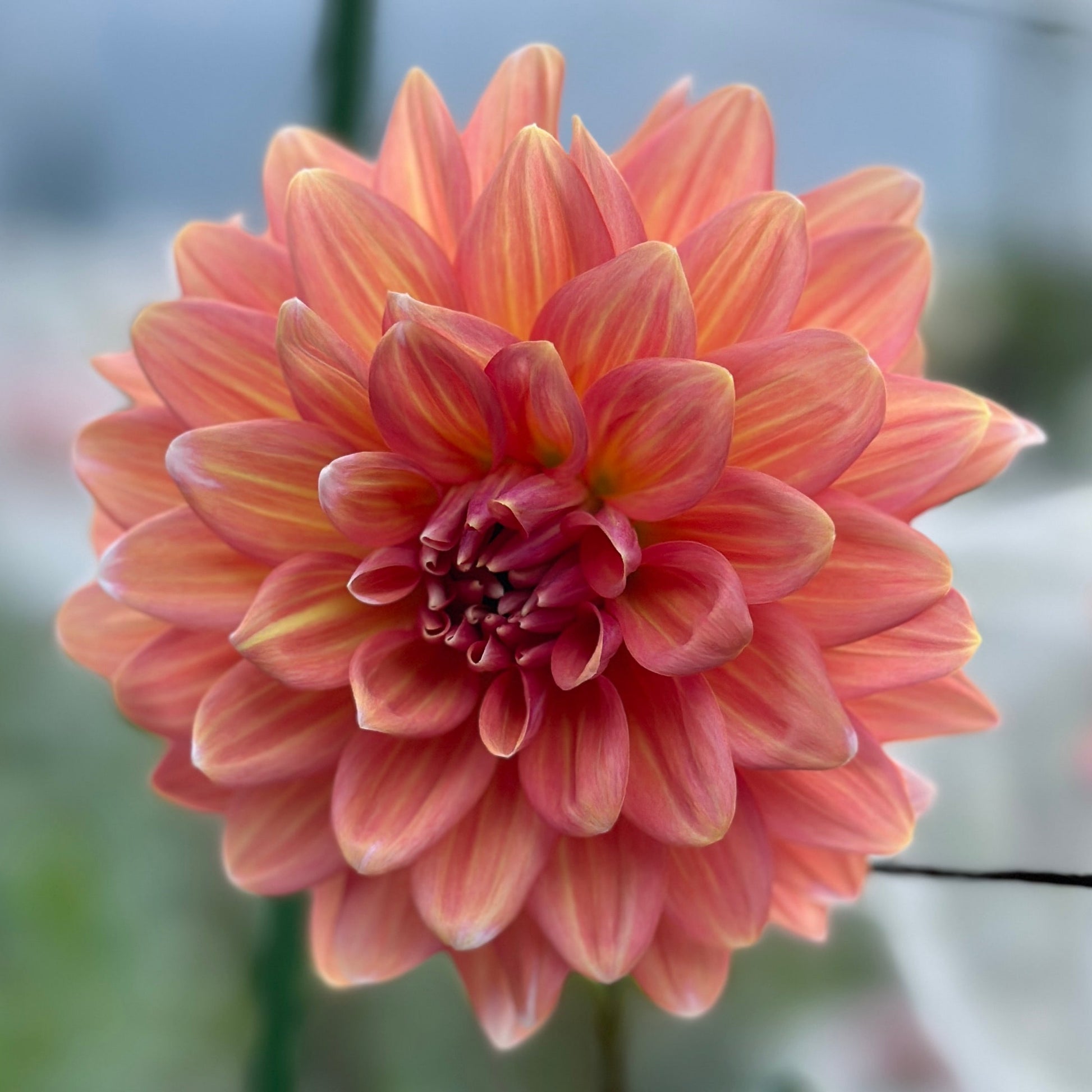 A close-up image of a pink Dahlia flower with a decorative form and formal shape, showing its petals clearly.