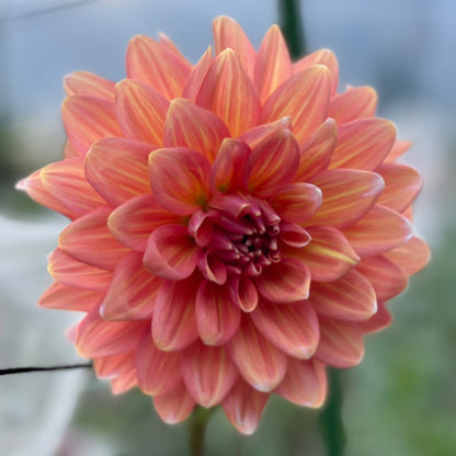 A close-up image of a pink Dahlia flower with a decorative form and formal shape, showing its petals clearly.