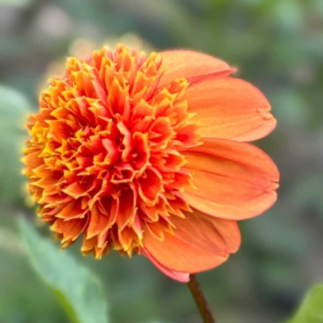 Close-up of a vibrant orange flower with a blurred green background