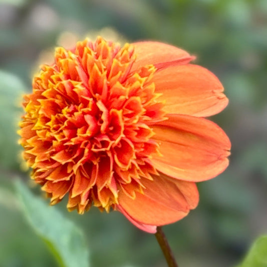 Close-up of a vibrant orange flower with a blurred green background