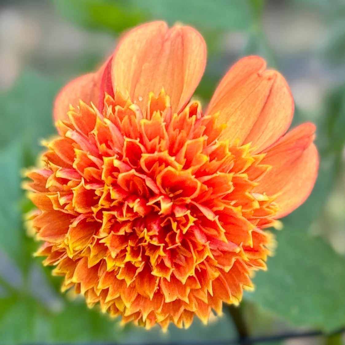 Close-up of a vibrant orange flower with a blurred green background