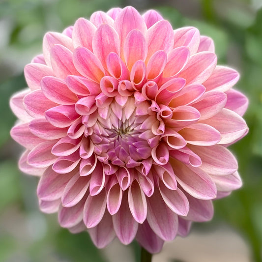 Pink flower with a blurred green background