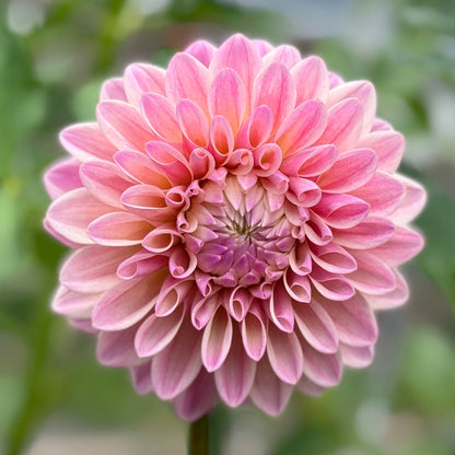 Pink flower with a blurred green background