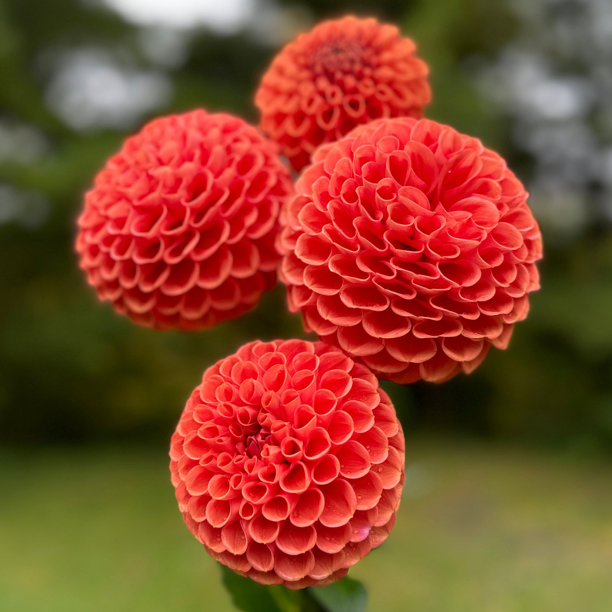 A group of vibrant orange dahlia flowers with a blurred green background.