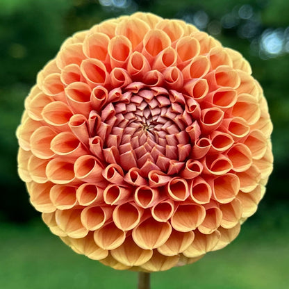 A close-up image of a bronze-colored floral arrangement designed to resemble a ball with intricate petal details.