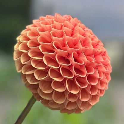 A  vibrant orange dahlia flower with a blurred green background.