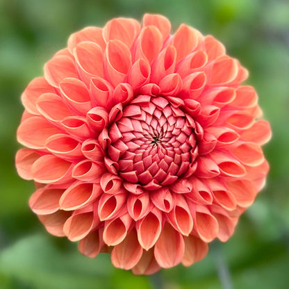 A  vibrant orange dahlia flower with a blurred green background.