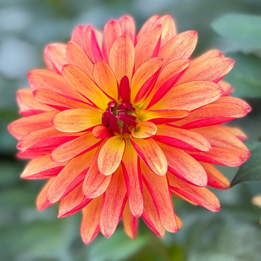 Orange dahlia flower with green leaves in the background