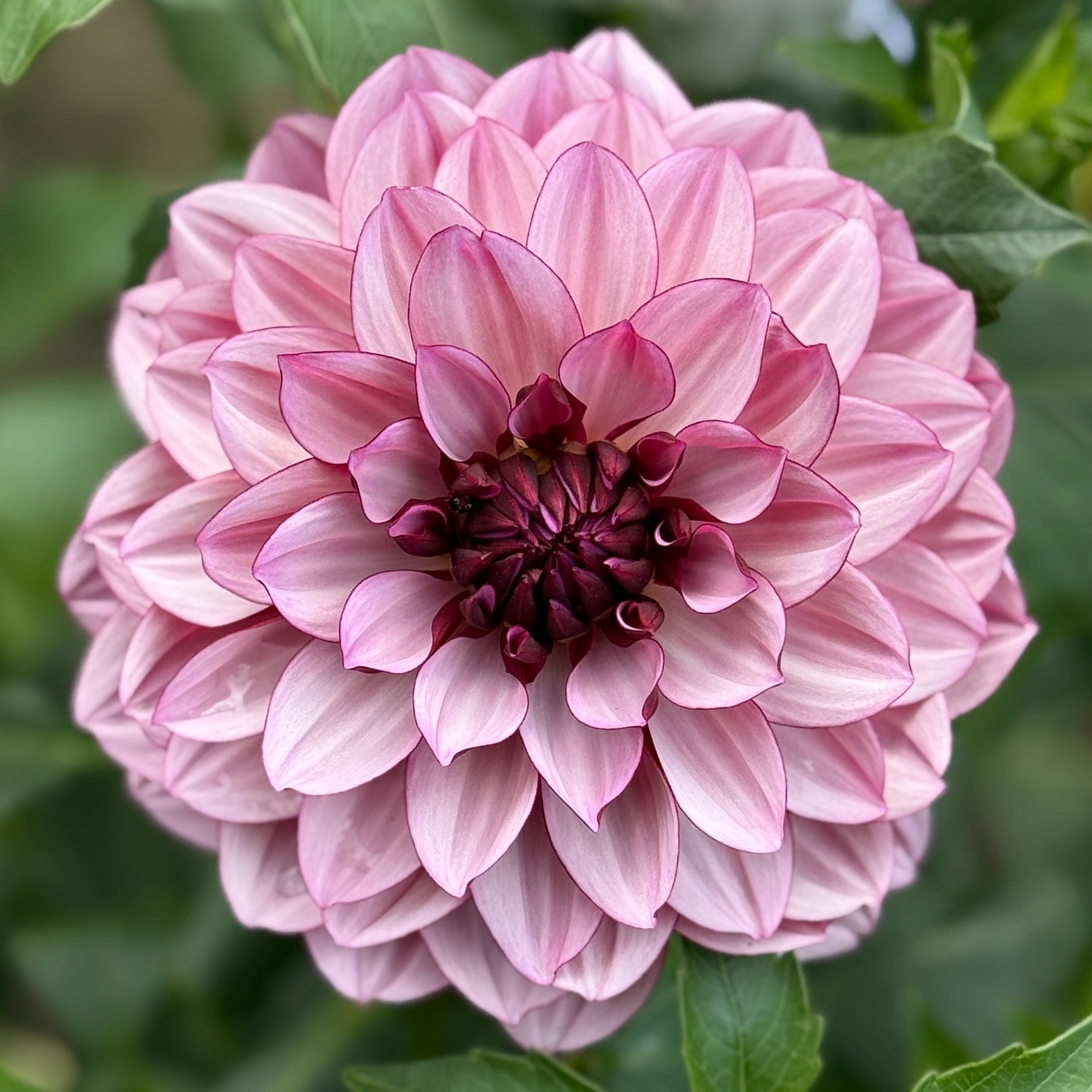 Pink dahlia flower with green leaves in a natural setting