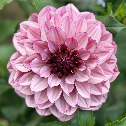 Pink dahlia flower with green leaves in a natural setting
