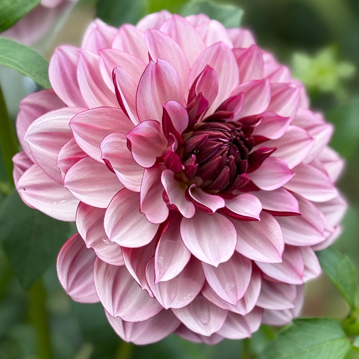 Pink dahlia flower with green leaves in the background