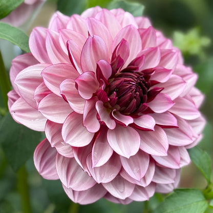 Pink dahlia flower with green leaves in the background