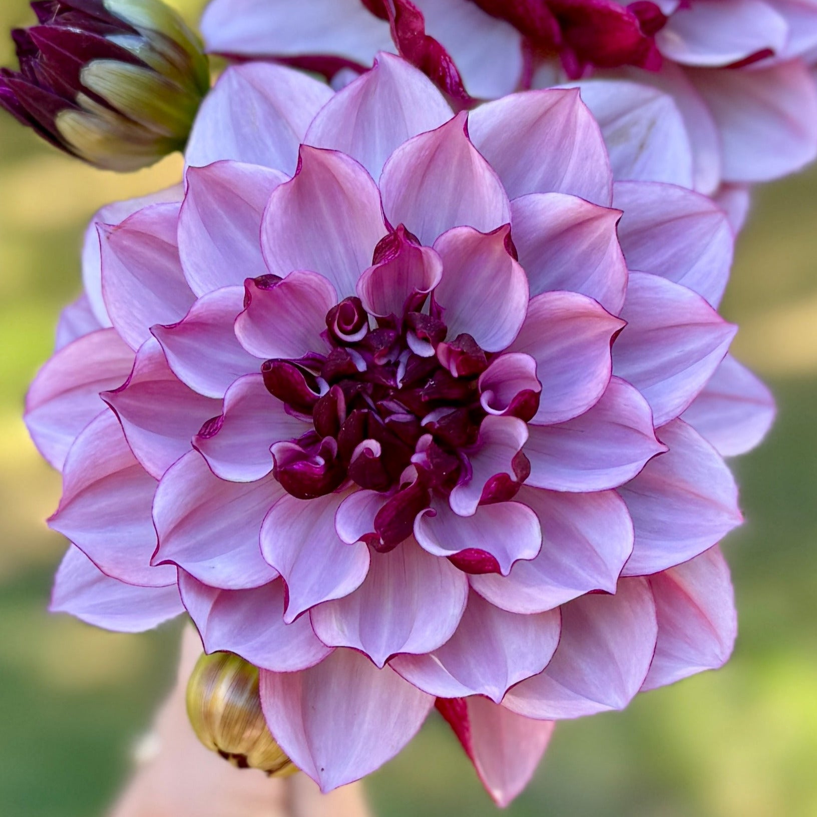 A close-up image of a pink waterlily flower with a blurred background.
